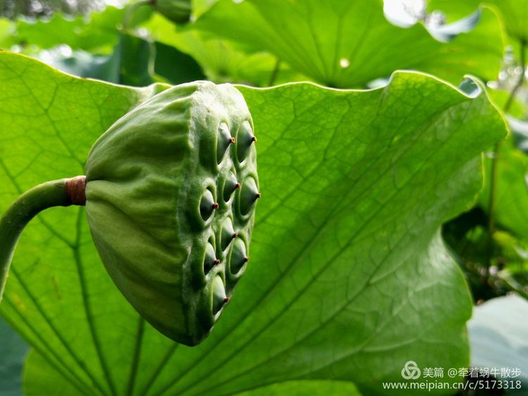 都说荷花美，但那住满美丽莲子的多彩莲蓬，却是别有一番风味！