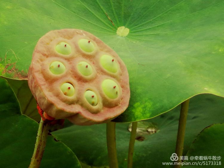 都说荷花美，但那住满美丽莲子的多彩莲蓬，却是别有一番风味！