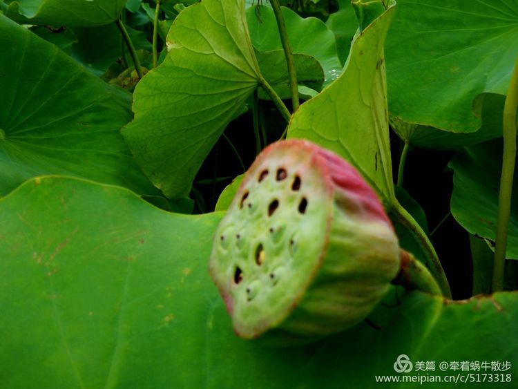 都说荷花美，但那住满美丽莲子的多彩莲蓬，却是别有一番风味！