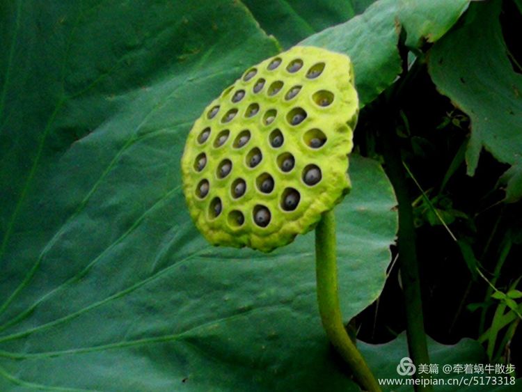 都说荷花美，但那住满美丽莲子的多彩莲蓬，却是别有一番风味！
