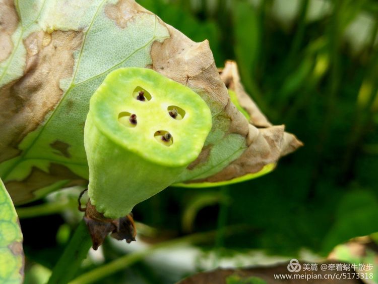都说荷花美，但那住满美丽莲子的多彩莲蓬，却是别有一番风味！