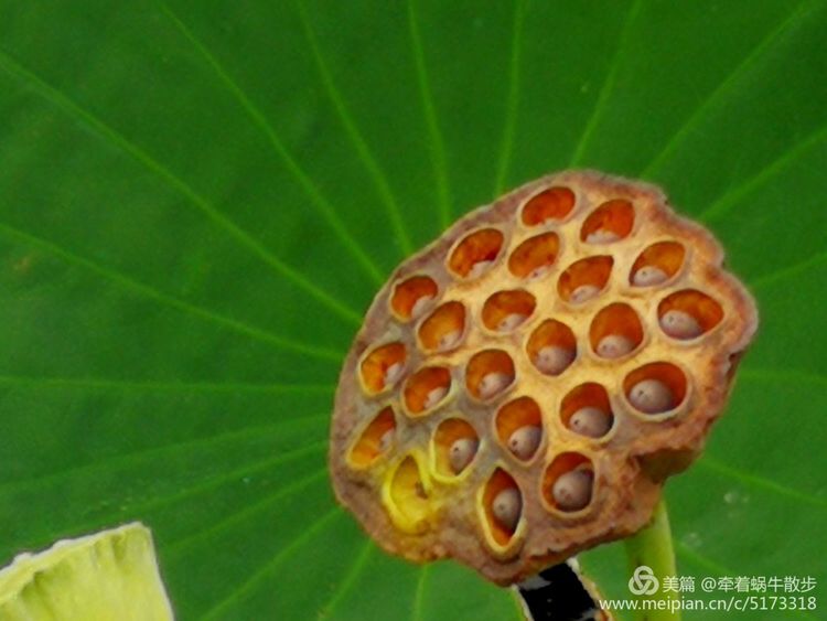 都说荷花美，但那住满美丽莲子的多彩莲蓬，却是别有一番风味！