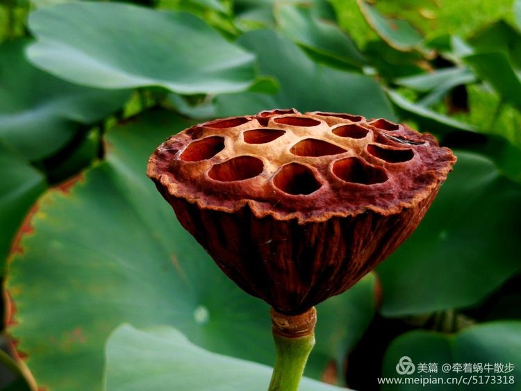 都说荷花美，但那住满美丽莲子的多彩莲蓬，却是别有一番风味！