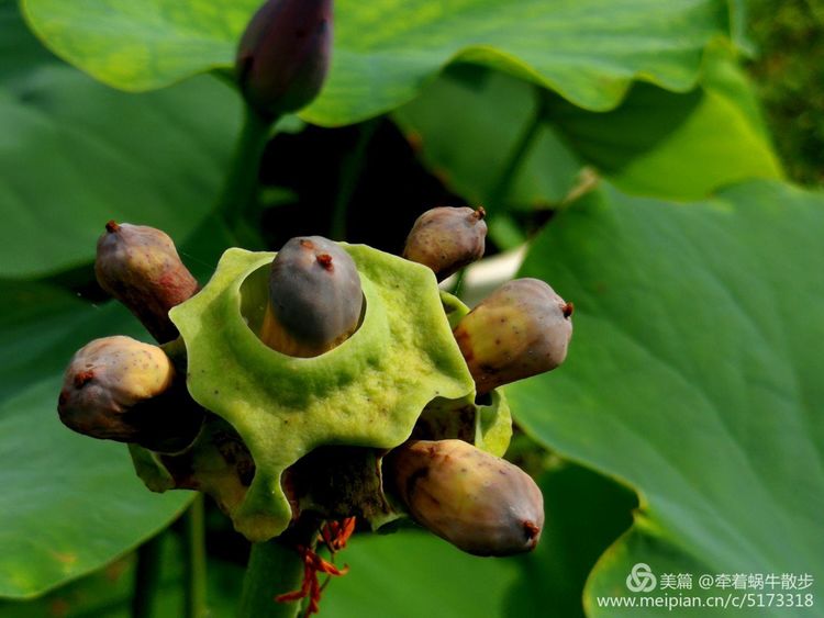 都说荷花美，但那住满美丽莲子的多彩莲蓬，却是别有一番风味！