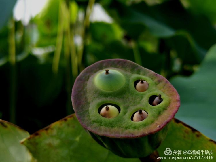 都说荷花美，但那住满美丽莲子的多彩莲蓬，却是别有一番风味！