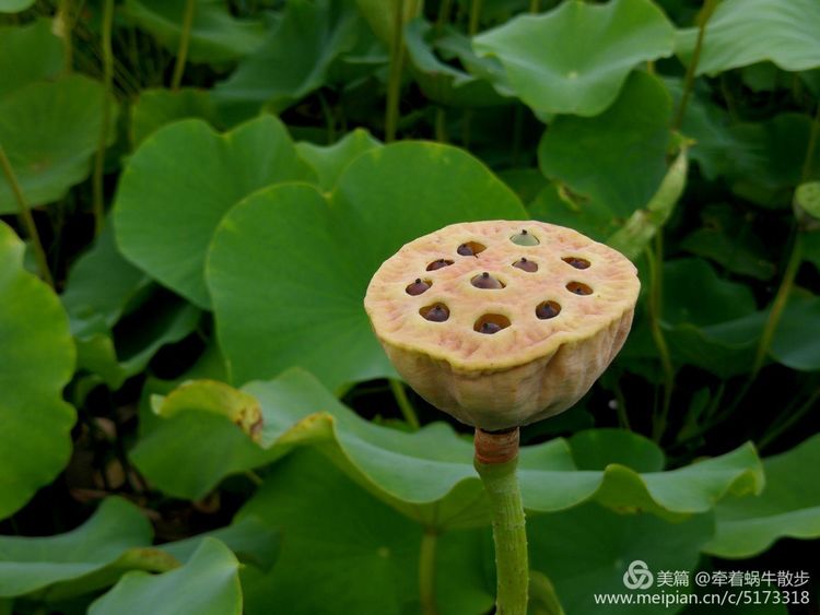 都说荷花美，但那住满美丽莲子的多彩莲蓬，却是别有一番风味！