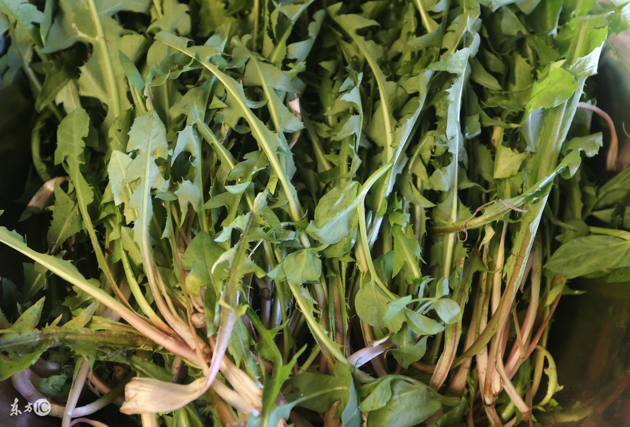 农村野地里一种菜叫苦菜,竟是胆囊炎的克星,网友纷纷说好