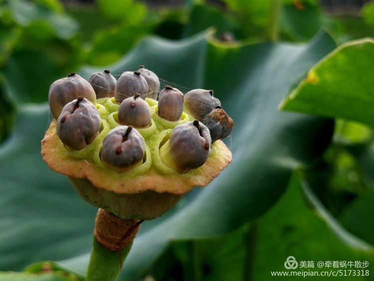 都说荷花美，但那住满美丽莲子的多彩莲蓬，却是别有一番风味！