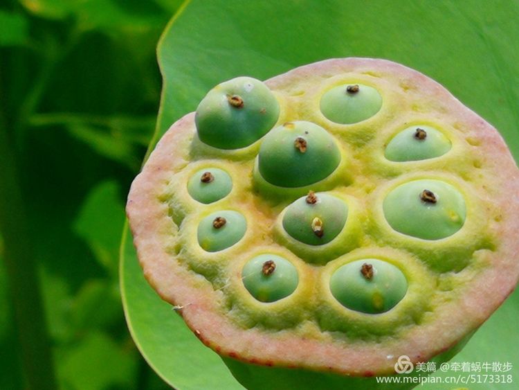 都说荷花美，但那住满美丽莲子的多彩莲蓬，却是别有一番风味！