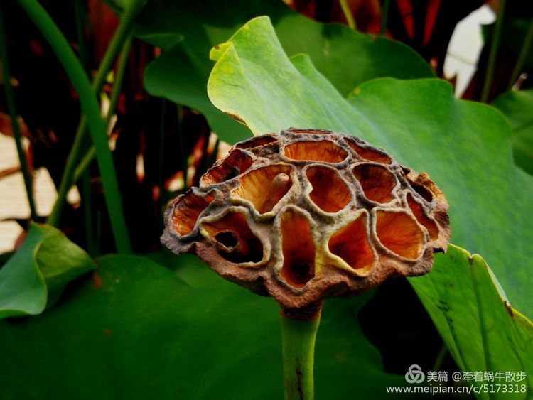 都说荷花美，但那住满美丽莲子的多彩莲蓬，却是别有一番风味！