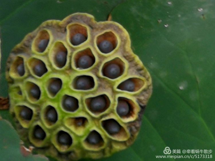 都说荷花美，但那住满美丽莲子的多彩莲蓬，却是别有一番风味！