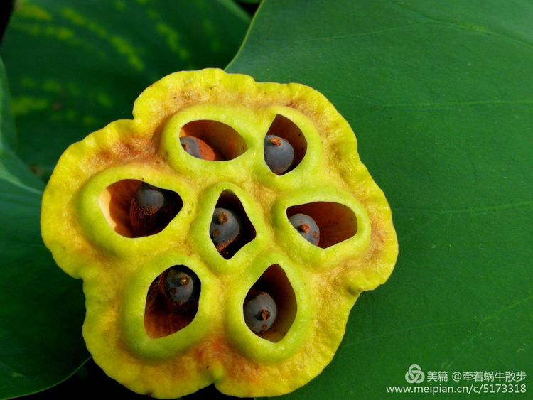 都说荷花美，但那住满美丽莲子的多彩莲蓬，却是别有一番风味！