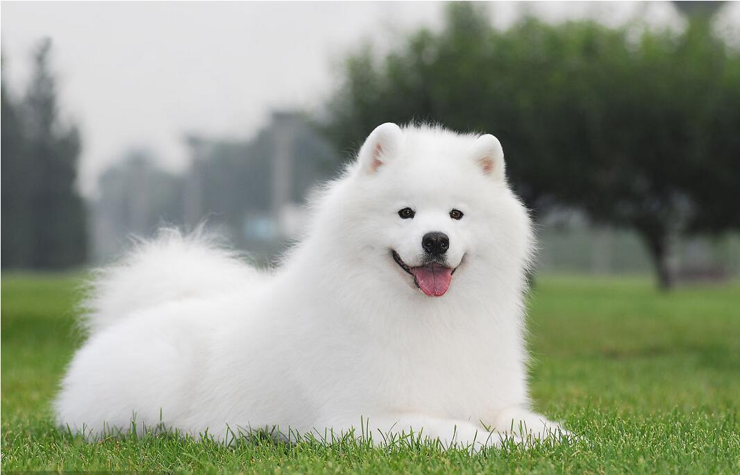 雪地三傻怎么分辨（揭秘犬界中的雪地三傻不为人知的特点）