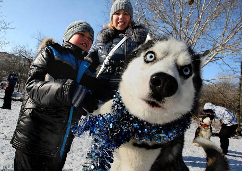 雪地三傻怎么分辨（揭秘犬界中的雪地三傻不为人知的特点）