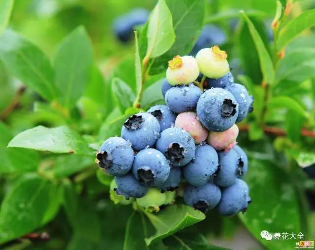 蓝莓虽然吃起来不是很美味,但是营养价值特别高,现在流行那种蓝莓盆栽