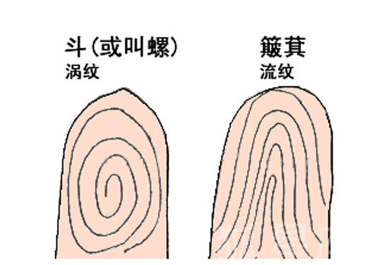 手相学：5根手指哪根手指上面有螺纹命最好