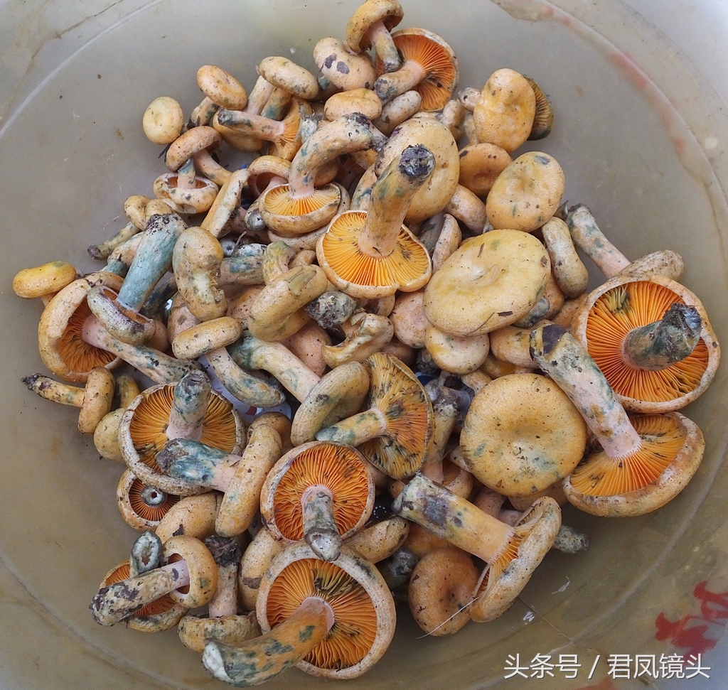 湖北宜昌市民纷纷选购野生松菌 多吃可美容可防治糖尿病 - 标件库