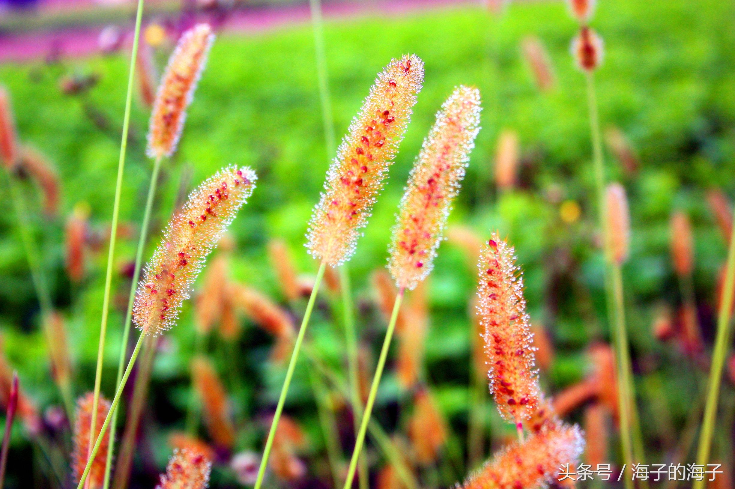 《远芳侵古道，晴翠接荒城》毛毛草《微》