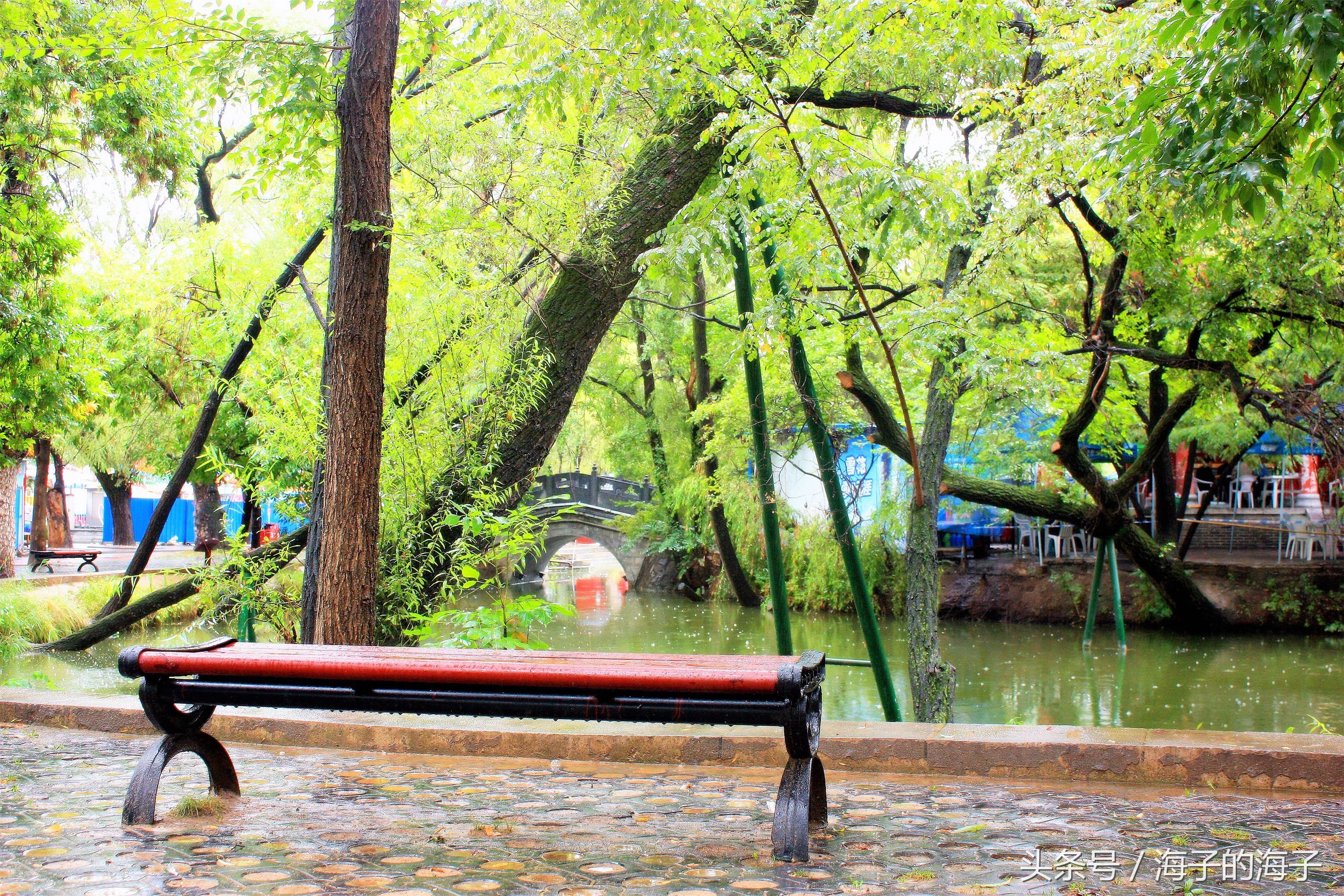 《杨柳阴阴细雨晴，残花落尽见流莺》柳之《秋韵》