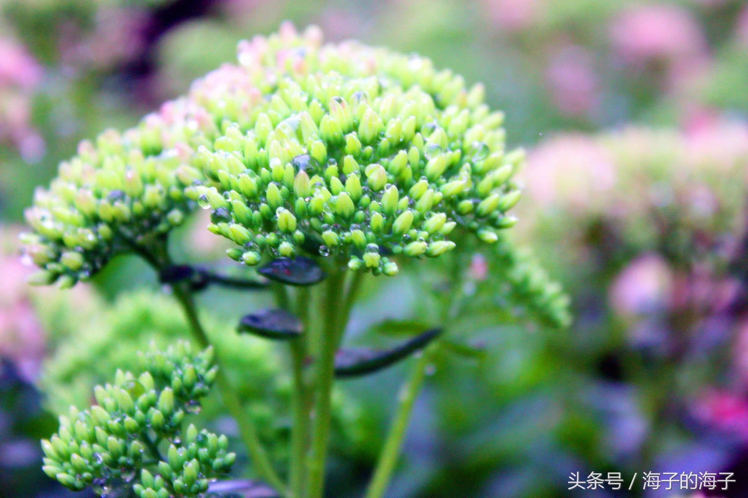 《秋风吹不尽，总是玉关情》八宝景天《雨淋淋》