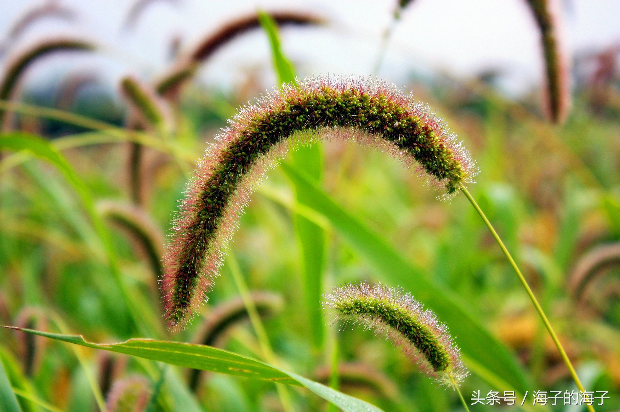 《远芳侵古道，晴翠接荒城》毛毛草《微》