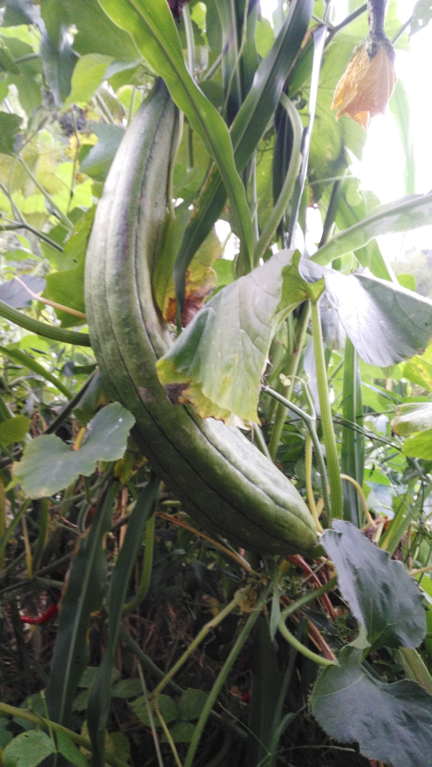 丝瓜藤熬水功效与作用-我的快乐小窝