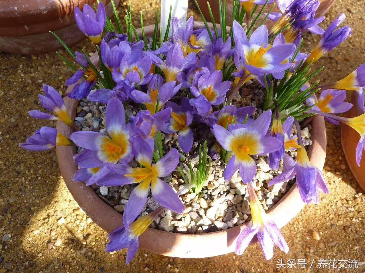 花叶美如画的藏红花(藏红花叶片)
