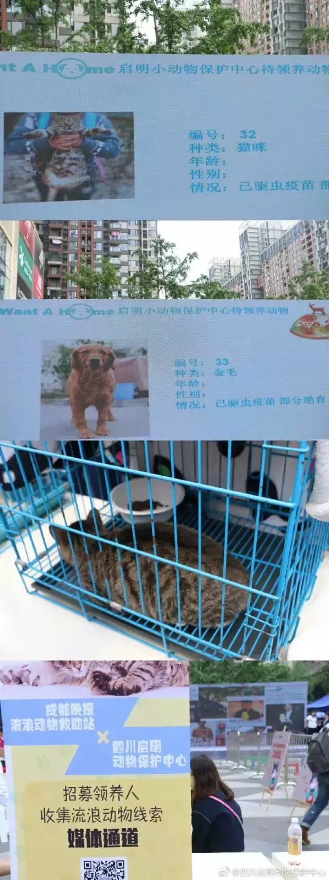 成都宠物领养,成都宠物领养平台