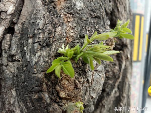 荣耀V9 play评测 颜值与畅快一个不能少