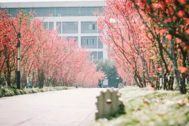 开学啦！颜值出众的重庆高校，bulingbuling的美图来一波