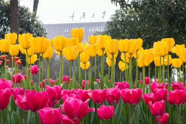 开学啦！颜值出众的重庆高校，bulingbuling的美图来一波