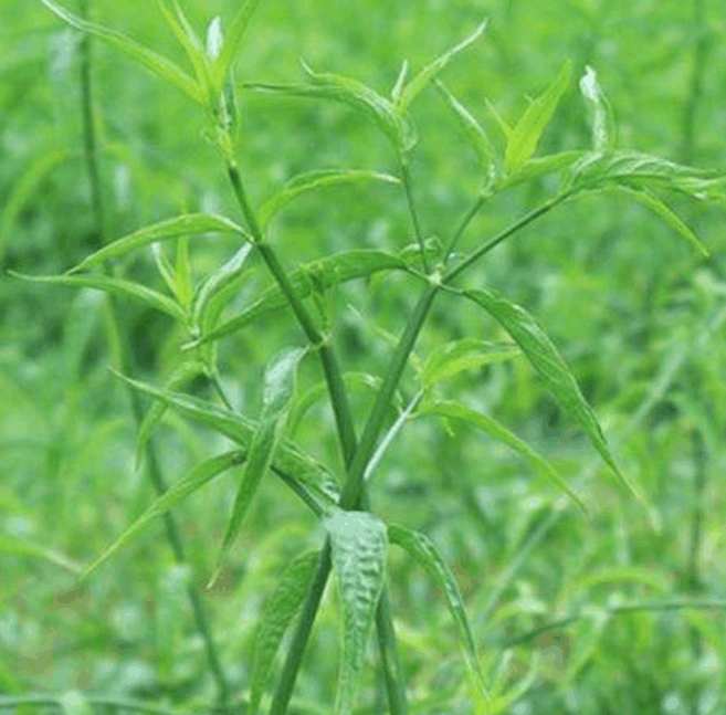 黎王草的功效与作用 黎王草有什么作用 - 盾灵网