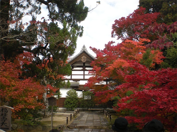 错过了樱花季，又是一年枫叶红