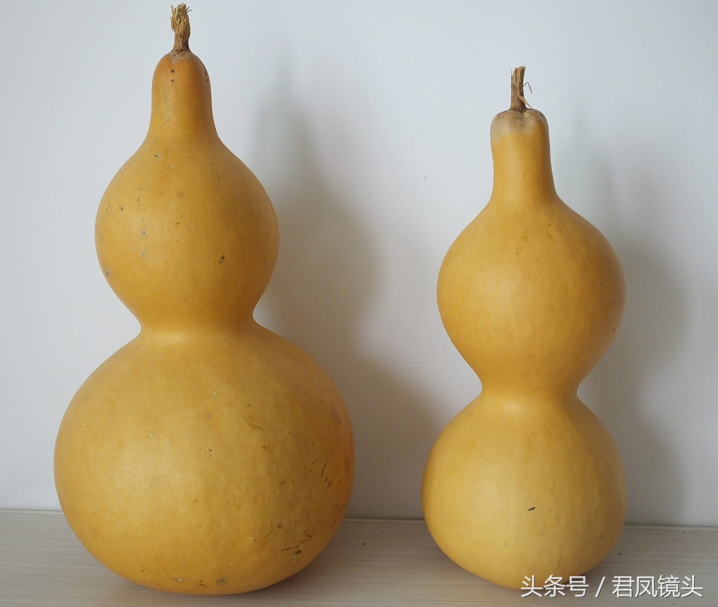 葫芦:摆放在家中能招财纳福吗?能改善风水吗?