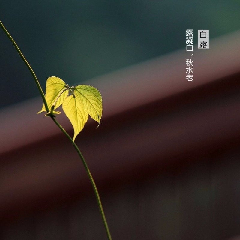 秋风瑟瑟南飞雁，白露时节日渐寒