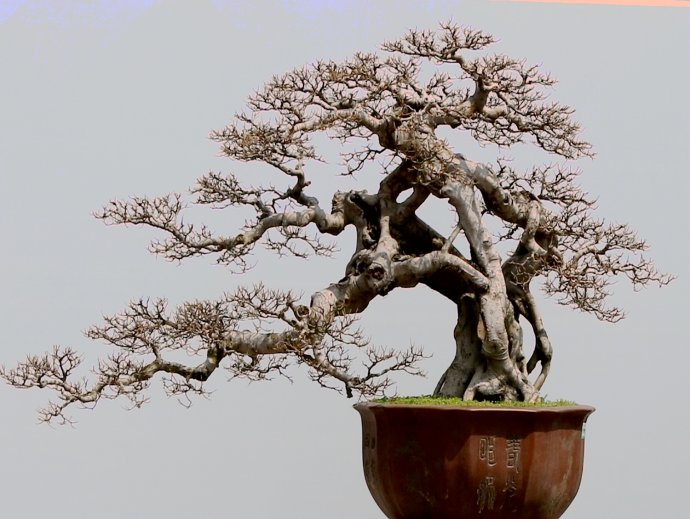 盆景艺术五大流派 树桩盆景五大流派-千百号
