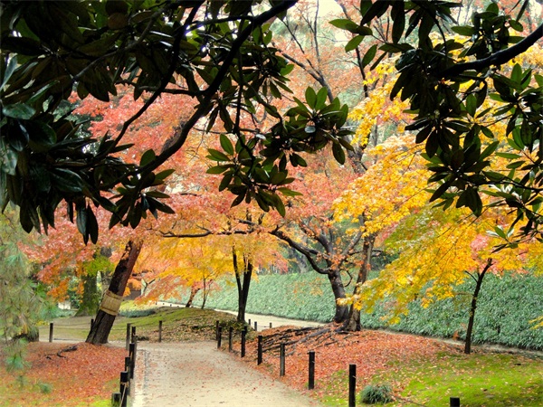 错过了樱花季，又是一年枫叶红