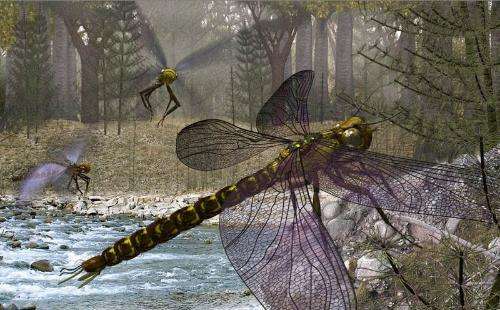 螽斯vs黄蜂(上亿年前的昆虫为什么这么大，盘点这个地球远古与现代的”大虫“)