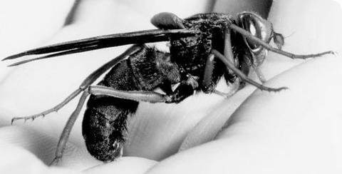螽斯vs黄蜂(上亿年前的昆虫为什么这么大，盘点这个地球远古与现代的”大虫“)