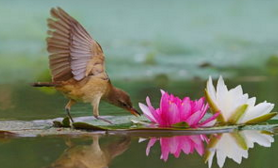 涉江采芙蓉之芙蓉落