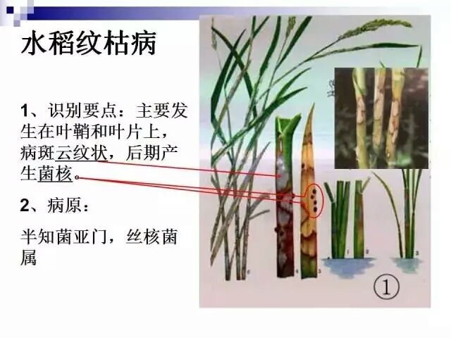 水稻病蟲害,水稻病蟲害的防治技術