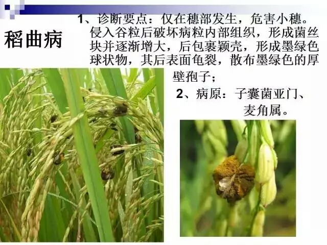 水稻病蟲害,水稻病蟲害的防治技術