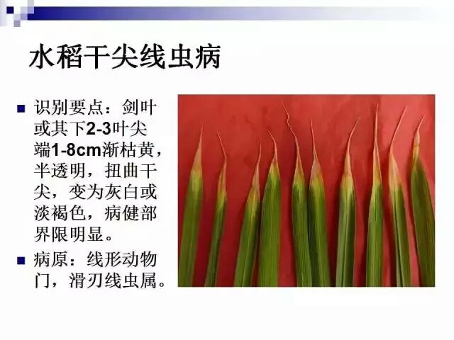 水稻病蟲害,水稻病蟲害的防治技術