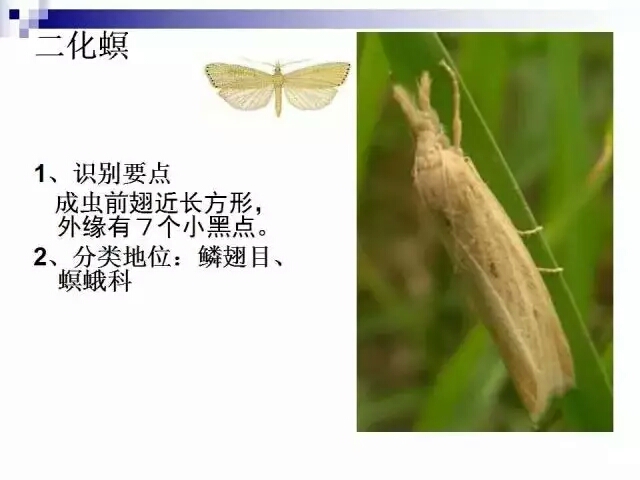 水稻病蟲害,水稻病蟲害的防治技術