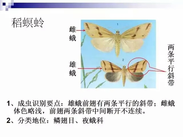 水稻病蟲害,水稻病蟲害的防治技術
