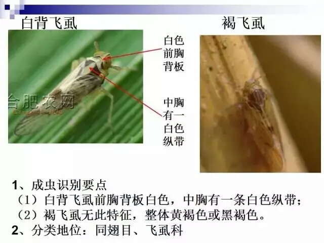 水稻病蟲害,水稻病蟲害的防治技術
