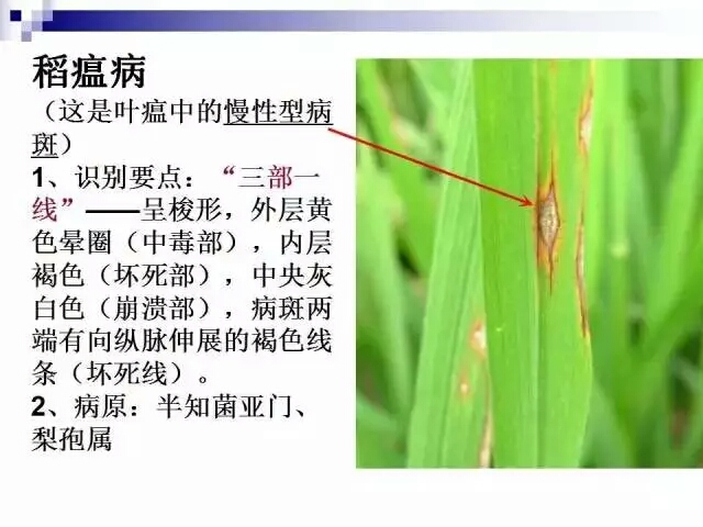 水稻病蟲害,水稻病蟲害的防治技術