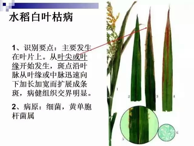 水稻病蟲害,水稻病蟲害的防治技術