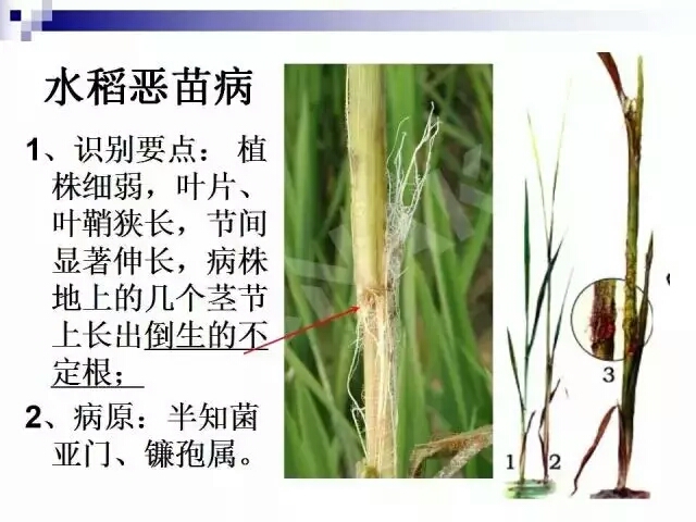 水稻病蟲害,水稻病蟲害的防治技術
