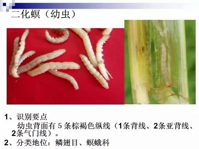 水稻病蟲害,水稻病蟲害的防治技術